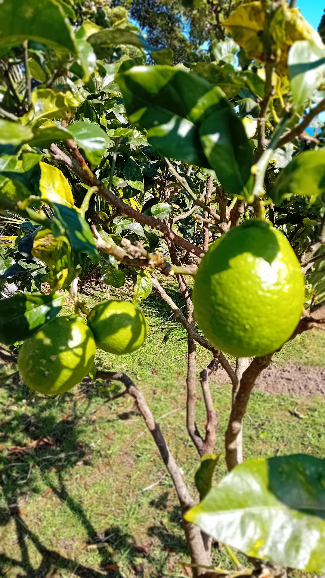Lemons