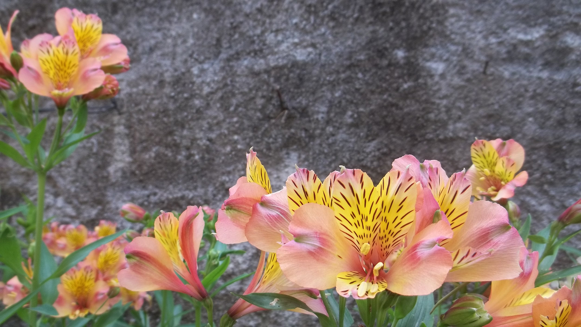 Flowers Faial Cottage